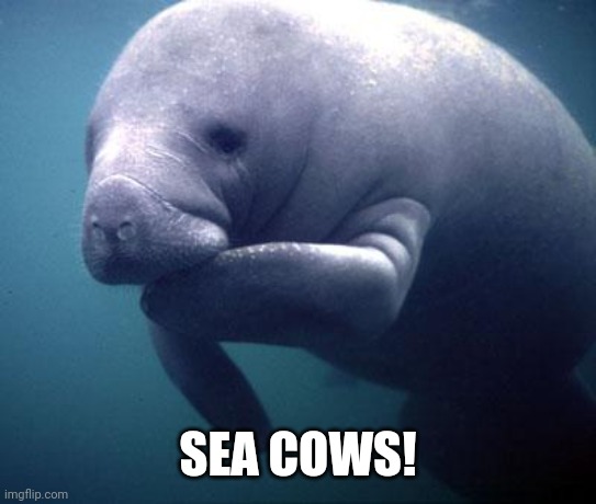 Manatee | SEA COWS! | image tagged in manatee | made w/ Imgflip meme maker
