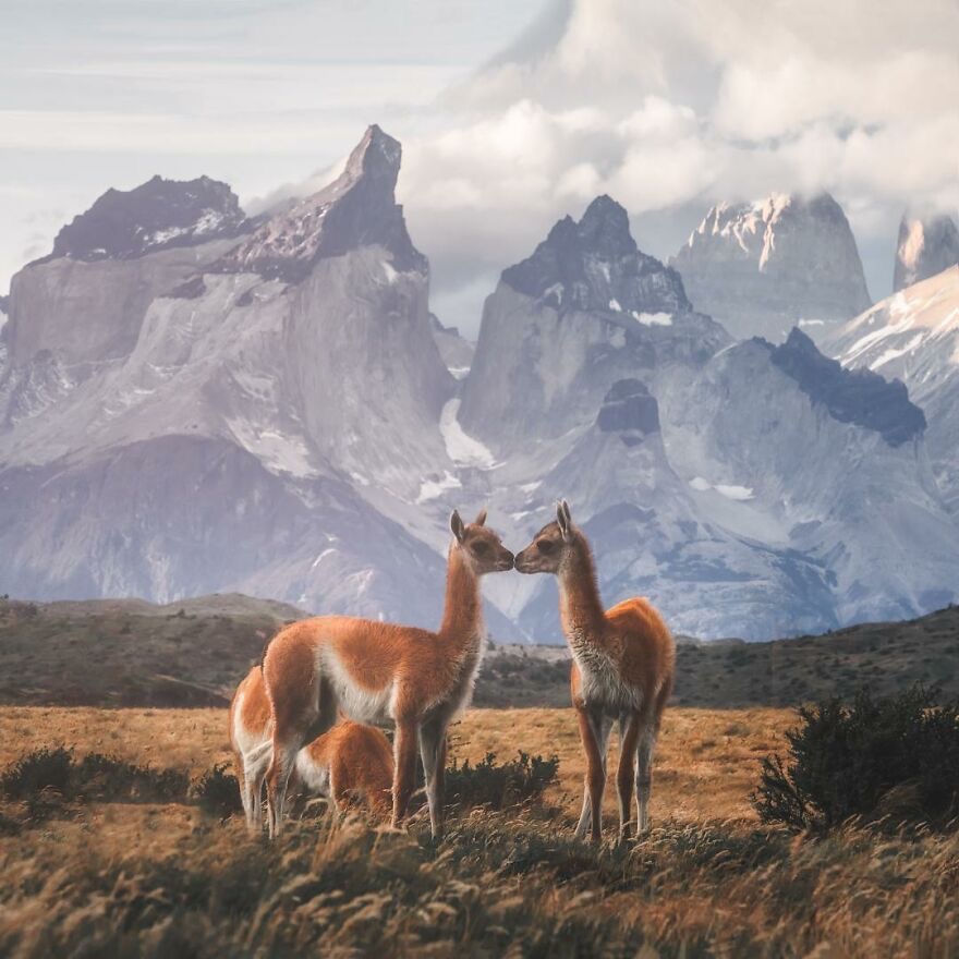 Guanacos | image tagged in awesome,pics,photography | made w/ Imgflip meme maker