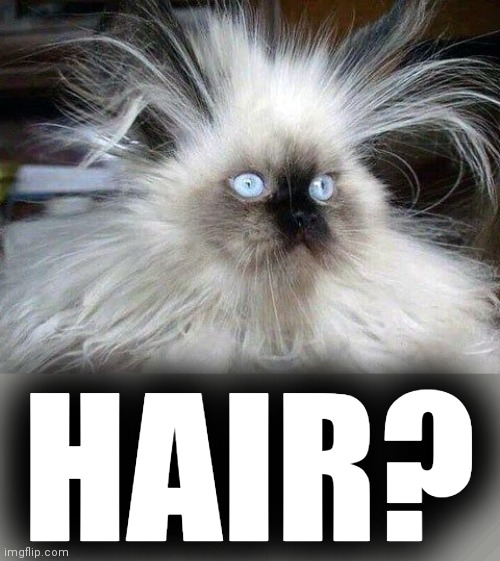 Crazy Hair Cat | HAIR? | image tagged in crazy hair cat | made w/ Imgflip meme maker