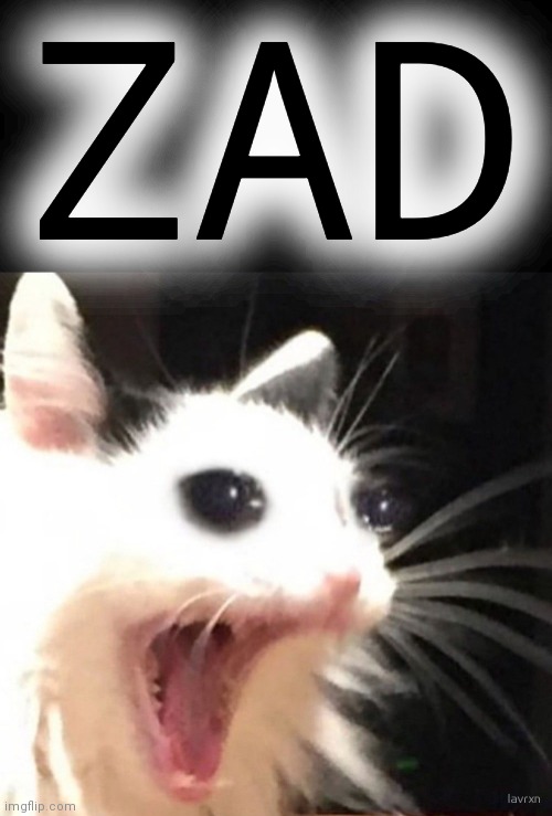 Zad cat | ZAD | image tagged in zad cat | made w/ Imgflip meme maker