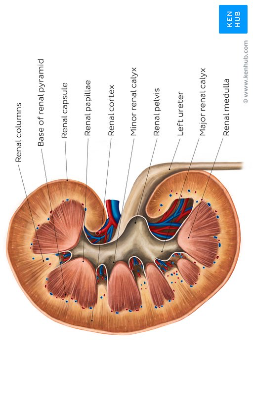 Nephrology Blank Meme Template