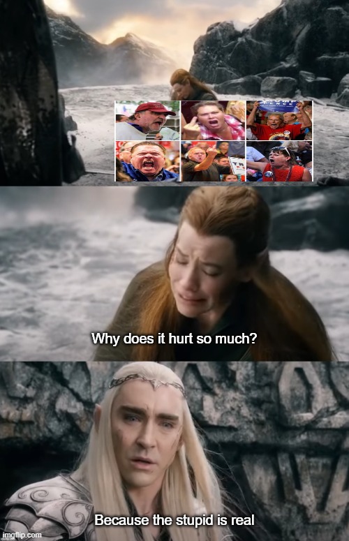 MAGA pains. Template in comments. | Why does it hurt so much? Because the stupid is real | image tagged in tauriel why does it hurt so much,memes,maga,triggered trump supporters,stupid | made w/ Imgflip meme maker
