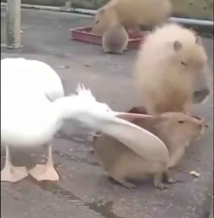 High Quality Pelican tries to eat a capybara Blank Meme Template