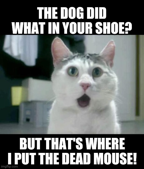 What? | THE DOG DID WHAT IN YOUR SHOE? BUT THAT'S WHERE I PUT THE DEAD MOUSE! | image tagged in memes,omg cat | made w/ Imgflip meme maker