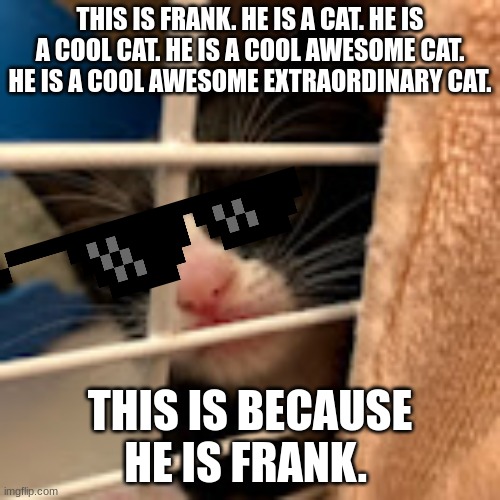 Frank the Cat | THIS IS FRANK. HE IS A CAT. HE IS A COOL CAT. HE IS A COOL AWESOME CAT. HE IS A COOL AWESOME EXTRAORDINARY CAT. THIS IS BECAUSE HE IS FRANK. | image tagged in yes this is dog,yeah this is big brain time | made w/ Imgflip meme maker