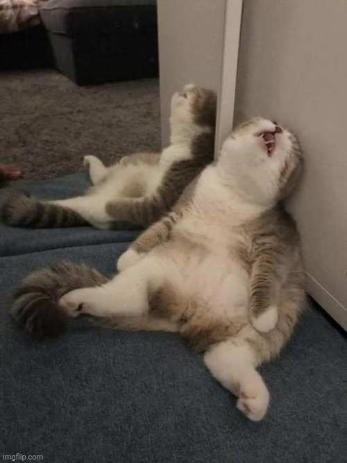 tired cat | image tagged in tired cat | made w/ Imgflip meme maker