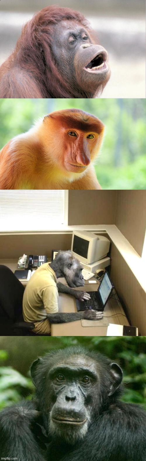 NFTs?!?!?!?!?!?!?!?! | image tagged in memes,monkey ooh,nosacz monkey,monkey business,nft | made w/ Imgflip meme maker
