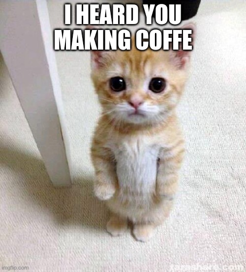 Cute Cat | I HEARD YOU MAKING COFFE | image tagged in memes,cute cat | made w/ Imgflip meme maker