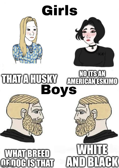 Girls vs Boys | THAT A HUSKY; NO ITS AN AMERICAN ESKIMO; WHITE AND BLACK; WHAT BREED OF DOG IS THAT | image tagged in girls vs boys | made w/ Imgflip meme maker