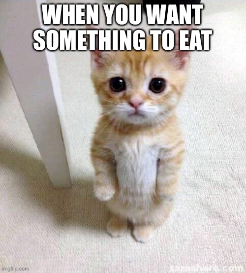 I’m hungry | WHEN YOU WANT SOMETHING TO EAT; PLEASE | image tagged in memes,cute cat | made w/ Imgflip meme maker