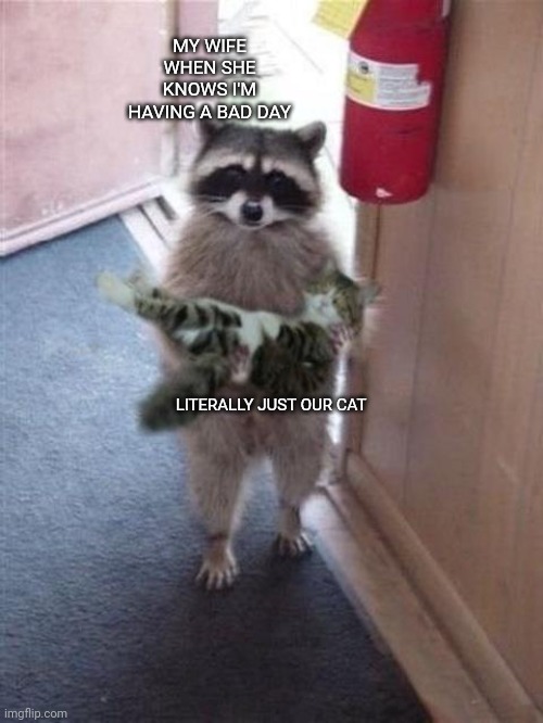 Step 1: Apply cat to face. Step 2: Feel better | MY WIFE WHEN SHE KNOWS I'M HAVING A BAD DAY; LITERALLY JUST OUR CAT | image tagged in cat burglar raccoon,cats | made w/ Imgflip meme maker