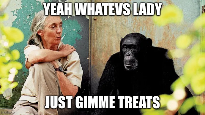 YEAH WHATEVS LADY; JUST GIMME TREATS | image tagged in chimpanzee,lol,jane goodal | made w/ Imgflip meme maker