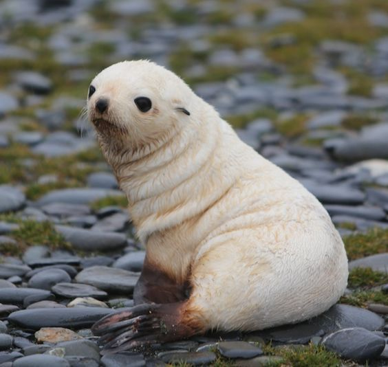 Adorable Seal Blank Meme Template