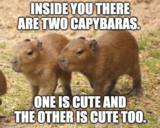 Two cabybaras | INSIDE YOU THERE ARE TWO CAPYBARAS. ONE IS CUTE AND THE OTHER IS CUTE TOO. | image tagged in capybara,cute,meme | made w/ Imgflip meme maker