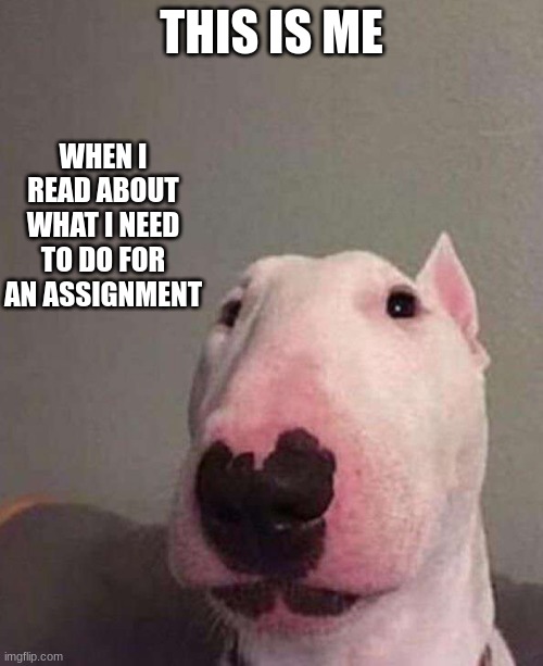 MEme dog | THIS IS ME; WHEN I READ ABOUT WHAT I NEED TO DO FOR AN ASSIGNMENT | image tagged in dog | made w/ Imgflip meme maker