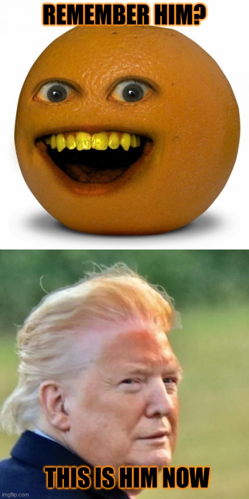 REMEMBER HIM? THIS IS HIM NOW | image tagged in annoying orange,donald trump,politics,why are you reading this,seriously stop,stop reading the tags or youre gay | made w/ Imgflip meme maker