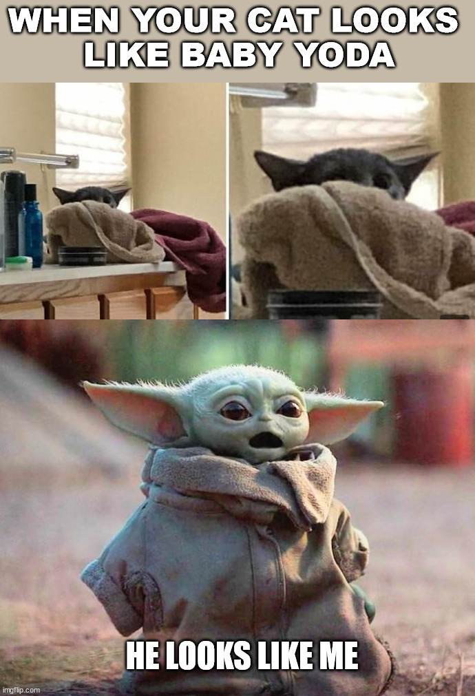  WHEN YOUR CAT LOOKS 
LIKE BABY YODA; HE LOOKS LIKE ME | image tagged in surprised baby yoda,cats | made w/ Imgflip meme maker