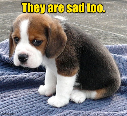 sad dog | They are sad too. | image tagged in sad dog | made w/ Imgflip meme maker