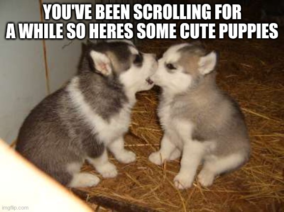 cute | YOU'VE BEEN SCROLLING FOR A WHILE SO HERES SOME CUTE PUPPIES | image tagged in memes,cute puppies | made w/ Imgflip meme maker