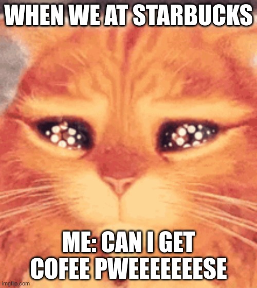 lol | WHEN WE AT STARBUCKS; ME: CAN I GET COFEE PWEEEEEEESE | image tagged in cats | made w/ Imgflip meme maker