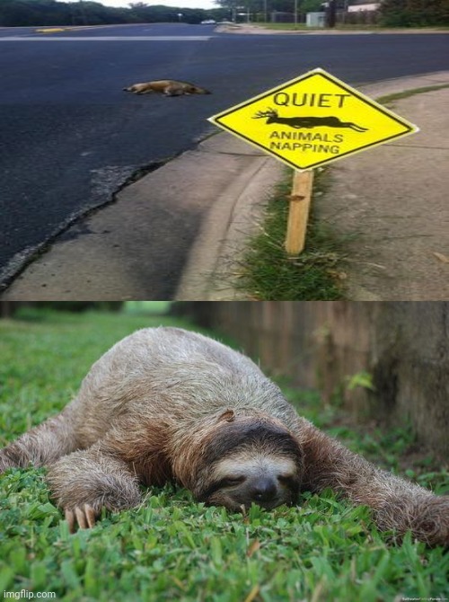 Animals napping | image tagged in sleeping sloth,napping,animals,animal,funny signs,memes | made w/ Imgflip meme maker