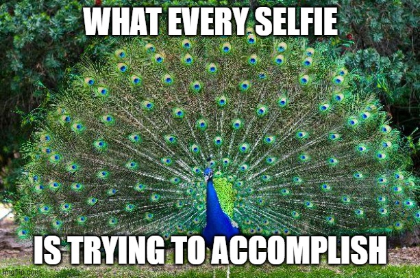 Peacock | WHAT EVERY SELFIE IS TRYING TO ACCOMPLISH | image tagged in peacock | made w/ Imgflip meme maker