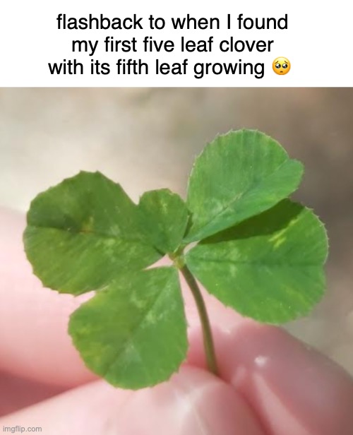 I have a fully grown one but anyways DEL HAND REVEAL 2.0 CONFIRMED?!?!?!?!?!?!?!?? | flashback to when I found my first five leaf clover with its fifth leaf growing 🥺 | made w/ Imgflip meme maker