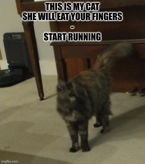 I already lost half of mine | THIS IS MY CAT
SHE WILL EAT YOUR FINGERS
-
START RUNNING | image tagged in cat,run,why are you reading this,stop reading the tags,why | made w/ Imgflip meme maker