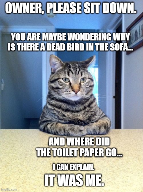 An Dead Bird In The Sofa and The Toilet Paper Crisis | OWNER, PLEASE SIT DOWN. YOU ARE MAYBE WONDERING WHY IS THERE A DEAD BIRD IN THE SOFA... AND WHERE DID THE TOILET PAPER GO... I CAN EXPLAIN. IT WAS ME. | image tagged in memes,take a seat cat,dead bird,toilet paper | made w/ Imgflip meme maker
