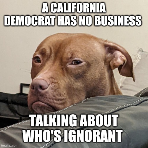Dog disapproves | A CALIFORNIA DEMOCRAT HAS NO BUSINESS TALKING ABOUT WHO'S IGNORANT | image tagged in dog disapproves | made w/ Imgflip meme maker