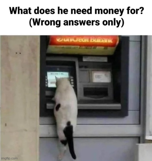 What does he need money for? | image tagged in memes,cats,cute | made w/ Imgflip meme maker