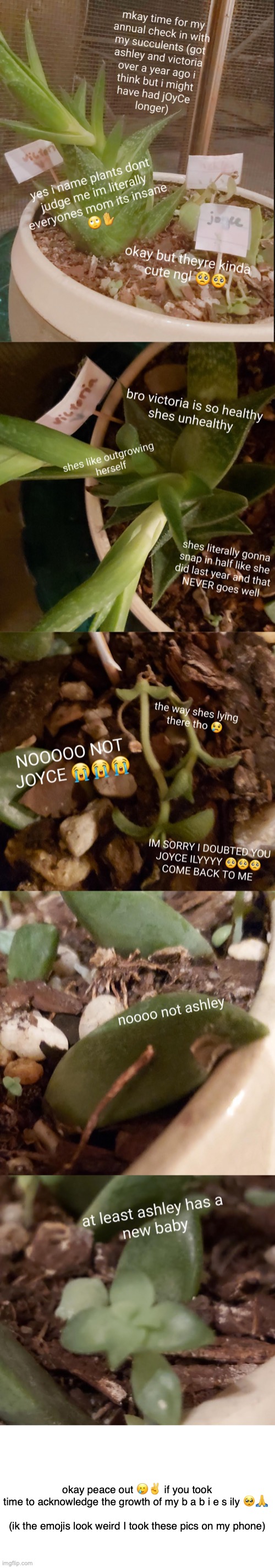 c a c t i | okay peace out 🥲✌️ if you took time to acknowledge the growth of my b a b i e s ily 🥺🙏 
 
(ik the emojis look weird I took these pics on my phone) | made w/ Imgflip meme maker