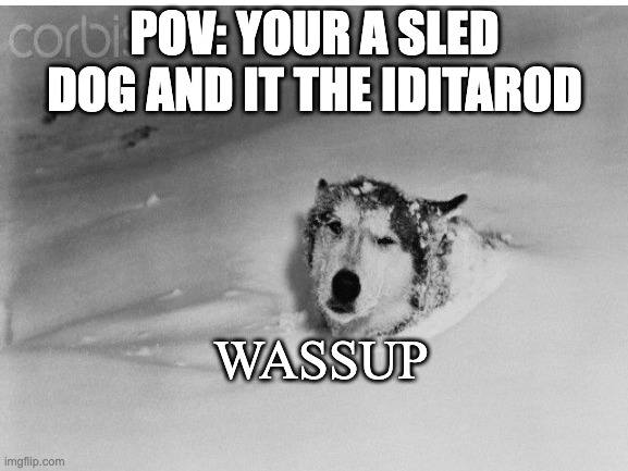 Its the Iditarod and your a sled dog | POV: YOUR A SLED DOG AND IT THE IDITAROD; WASSUP | image tagged in dog,bonjour | made w/ Imgflip meme maker