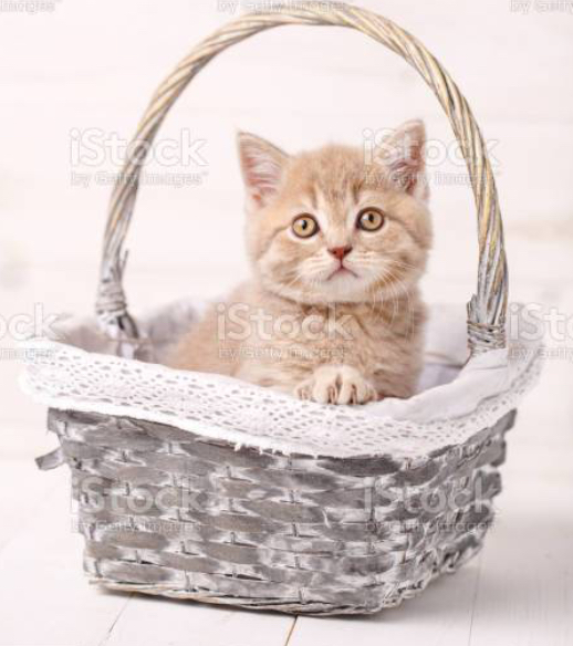 Kitten in a Hand Basket Blank Meme Template