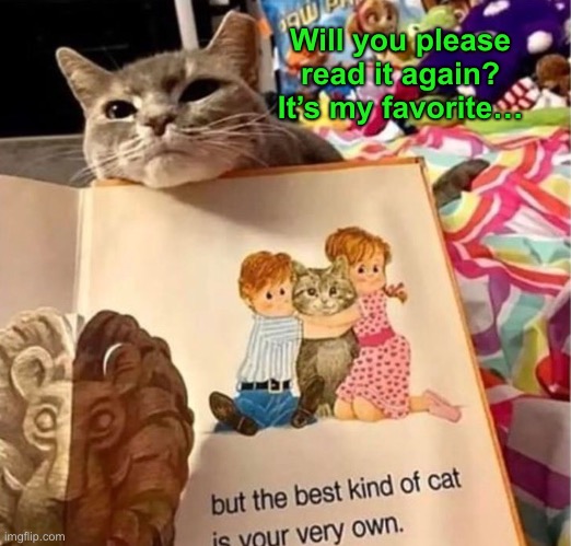 This book is about me, isn’t it? | Will you please read it again? It’s my favorite… | image tagged in funny memes,funny cat memes | made w/ Imgflip meme maker