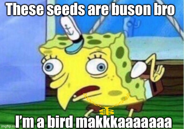 The mocking sponge | These seeds are buson bro; I’m a bird makkkaaaaaaa | image tagged in memes,mocking spongebob | made w/ Imgflip meme maker