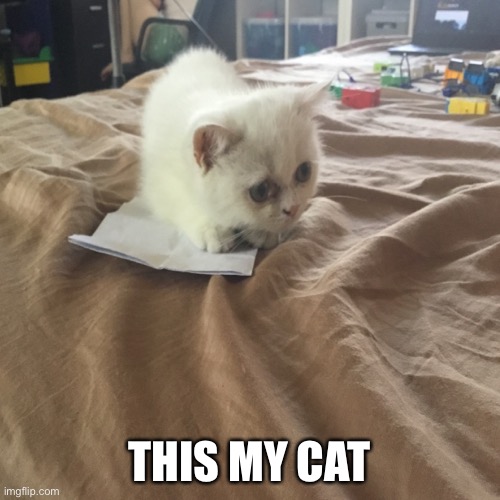 this my cat | THIS MY CAT | image tagged in cat | made w/ Imgflip meme maker