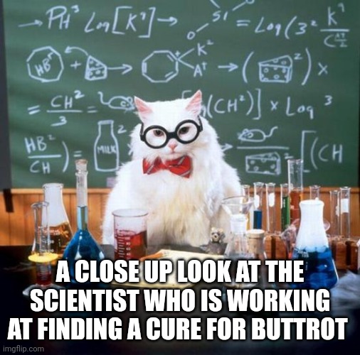 Chemistry Cat Meme |  A CLOSE UP LOOK AT THE SCIENTIST WHO IS WORKING AT FINDING A CURE FOR BUTTROT | image tagged in memes,chemistry cat | made w/ Imgflip meme maker