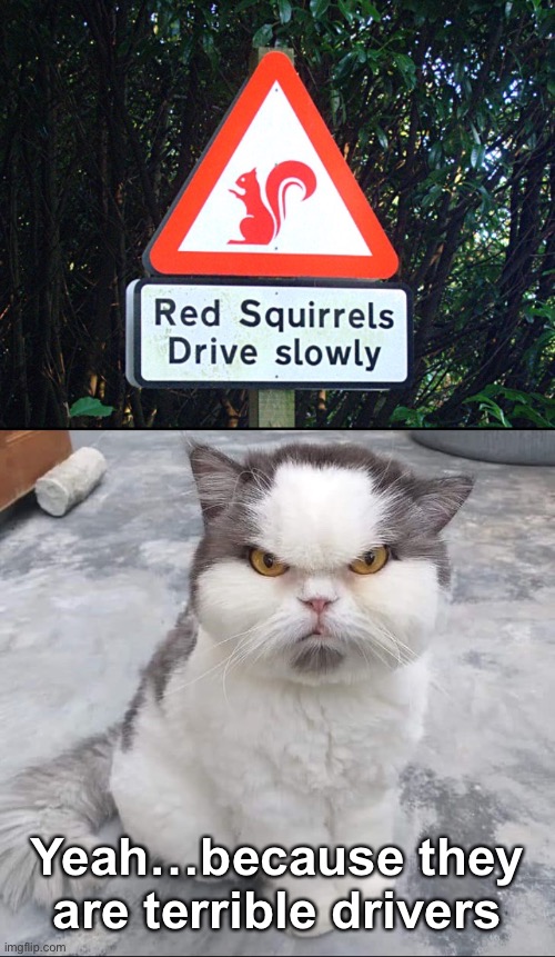 He’s Got A Bad Cat-ti-tude | Yeah…because they are terrible drivers | image tagged in funny memes,funny cat memes,squirrels | made w/ Imgflip meme maker