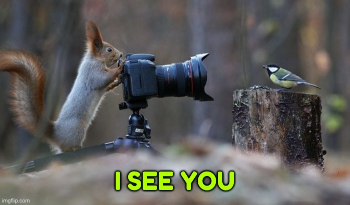 Squirrel Caught In 4k | I SEE YOU | image tagged in squirrel caught in 4k,i see you,memes | made w/ Imgflip meme maker