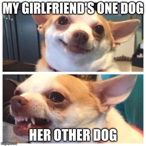 My girlfriend's Chihuahua |  MY GIRLFRIEND'S ONE DOG; HER OTHER DOG | image tagged in angry chihuahua | made w/ Imgflip meme maker