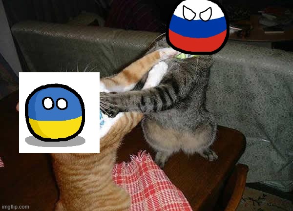 Two cats fighting for real | image tagged in two cats fighting for real | made w/ Imgflip meme maker