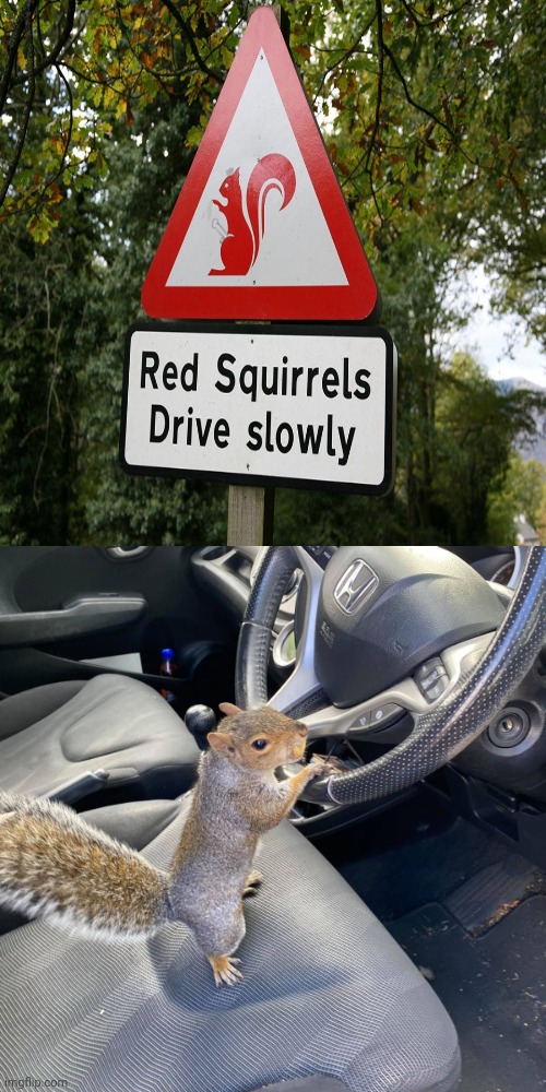 Red squirrels drive slowly | image tagged in squirrel driving,drive,reposts,repost,memes,squirrel | made w/ Imgflip meme maker