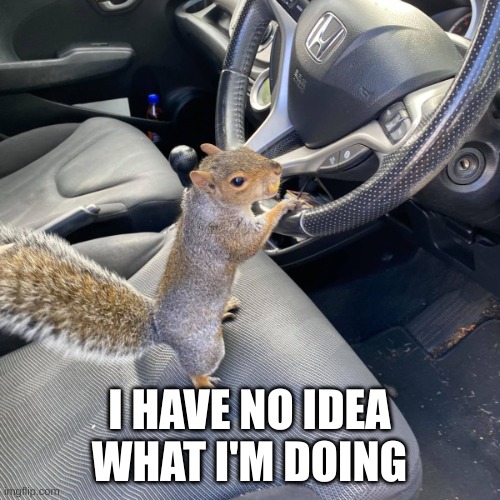 Squirrel driving | I HAVE NO IDEA WHAT I'M DOING | image tagged in squirrel driving | made w/ Imgflip meme maker