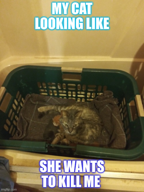 MY CAT LOOKING LIKE; SHE WANTS TO KILL ME | made w/ Imgflip meme maker