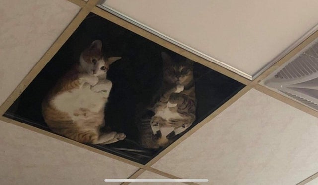 High Quality Ceiling Cat 2.0 Blank Meme Template