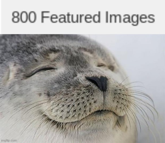 image tagged in memes,satisfied seal | made w/ Imgflip meme maker