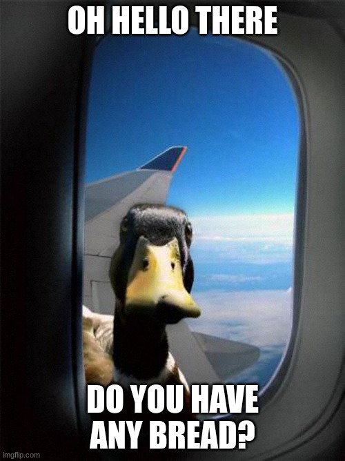 The Duck wants bread. |  OH HELLO THERE; DO YOU HAVE ANY BREAD? | image tagged in airplane duck | made w/ Imgflip meme maker