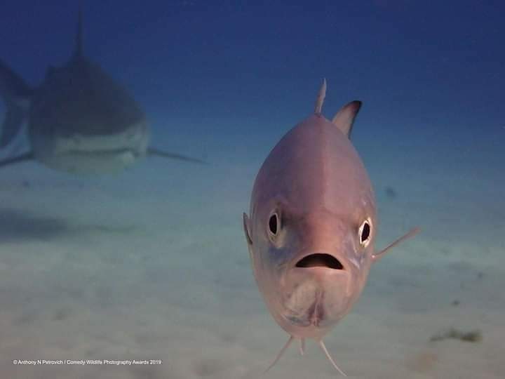 High Quality Fish with Shark Blank Meme Template