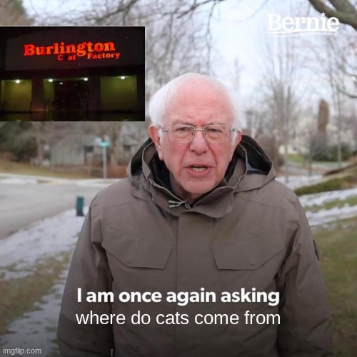 cat factory |  where do cats come from | image tagged in memes,bernie i am once again asking for your support | made w/ Imgflip meme maker